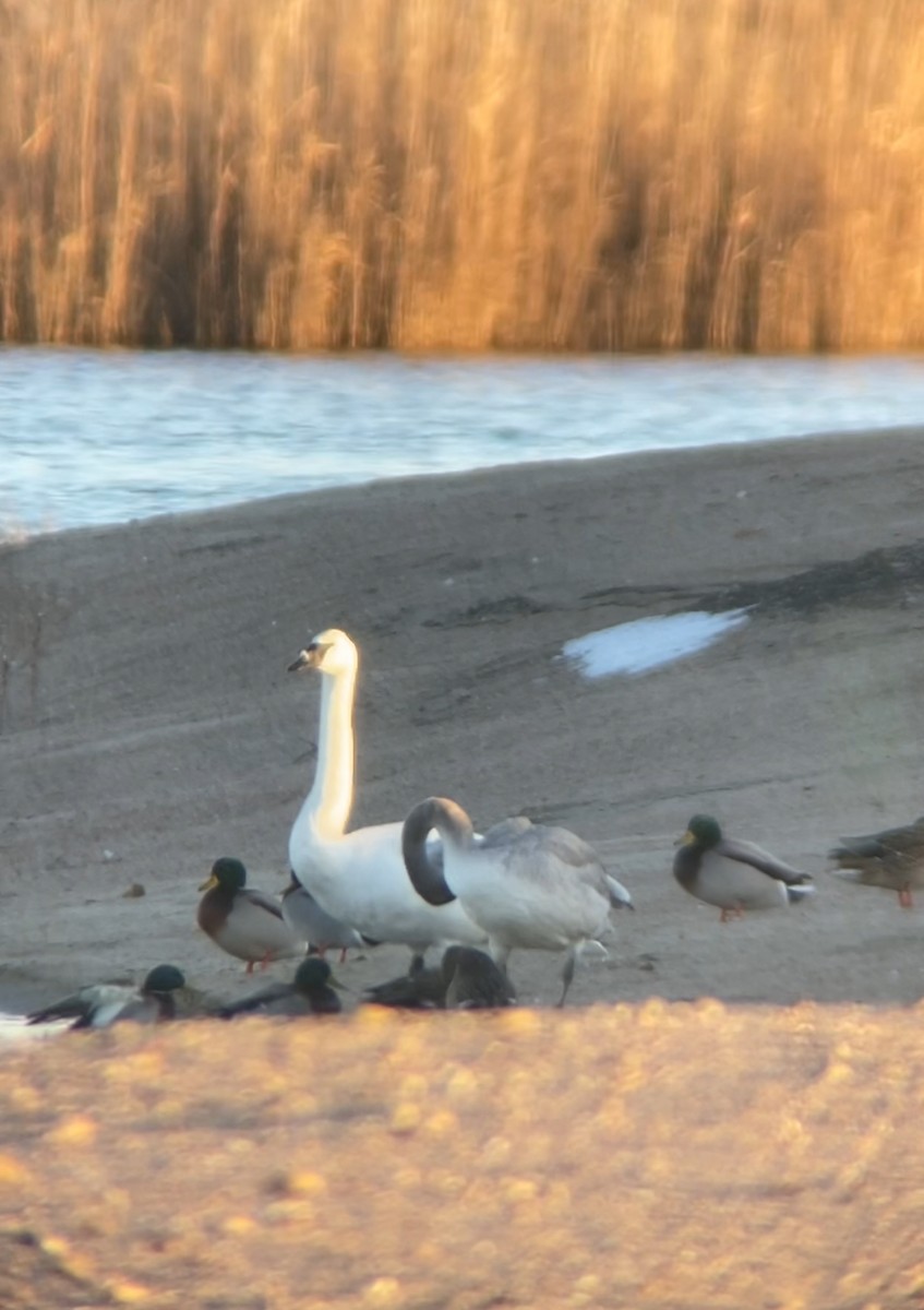 Borazancı Kuğu - ML646521017