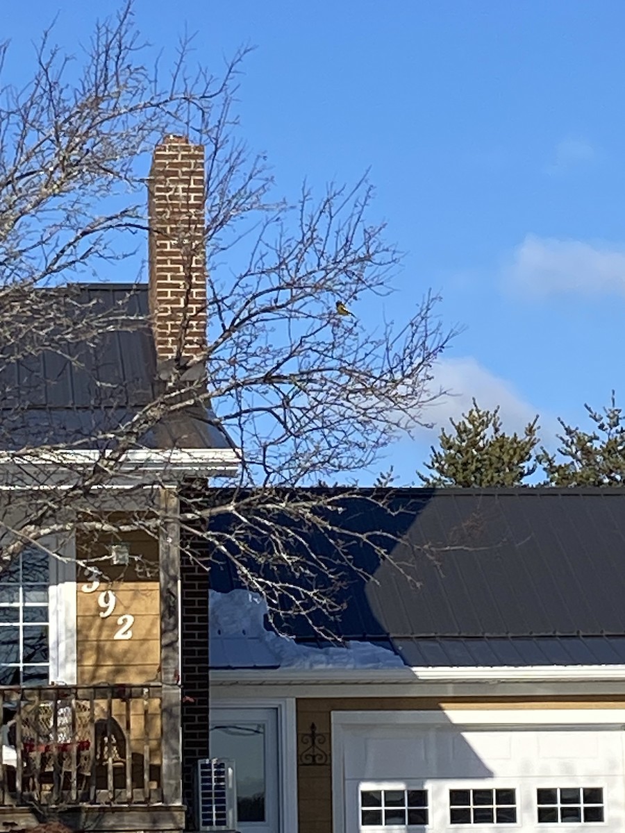 キビタイシメ - ML646521018