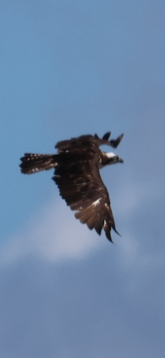 Arrano arrantzalea - ML646521019