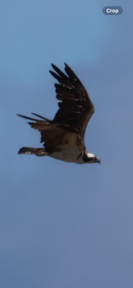 Arrano arrantzalea - ML646521020