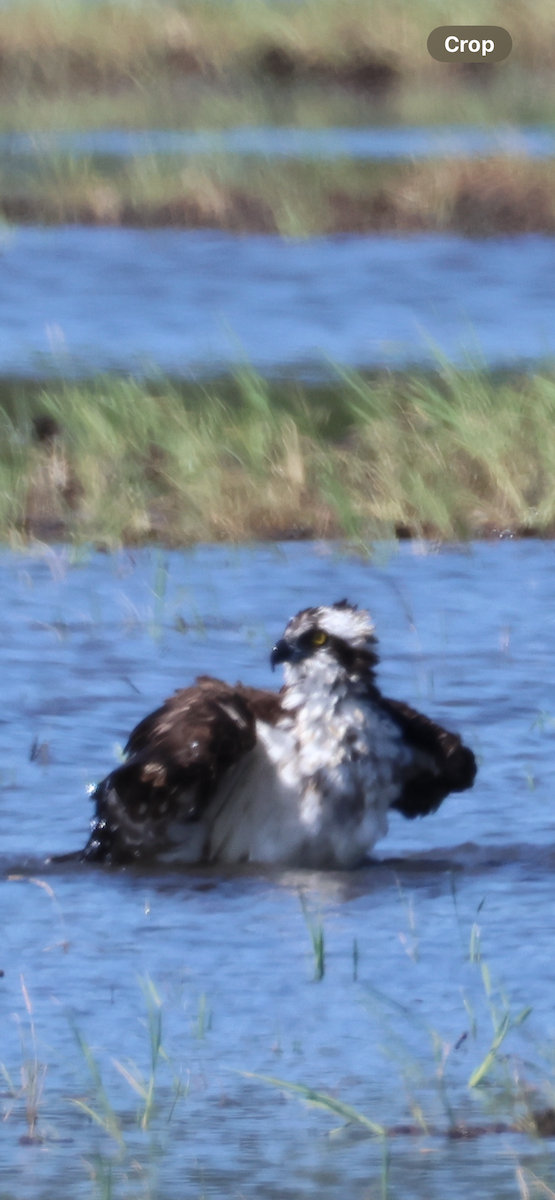 Arrano arrantzalea - ML646521022