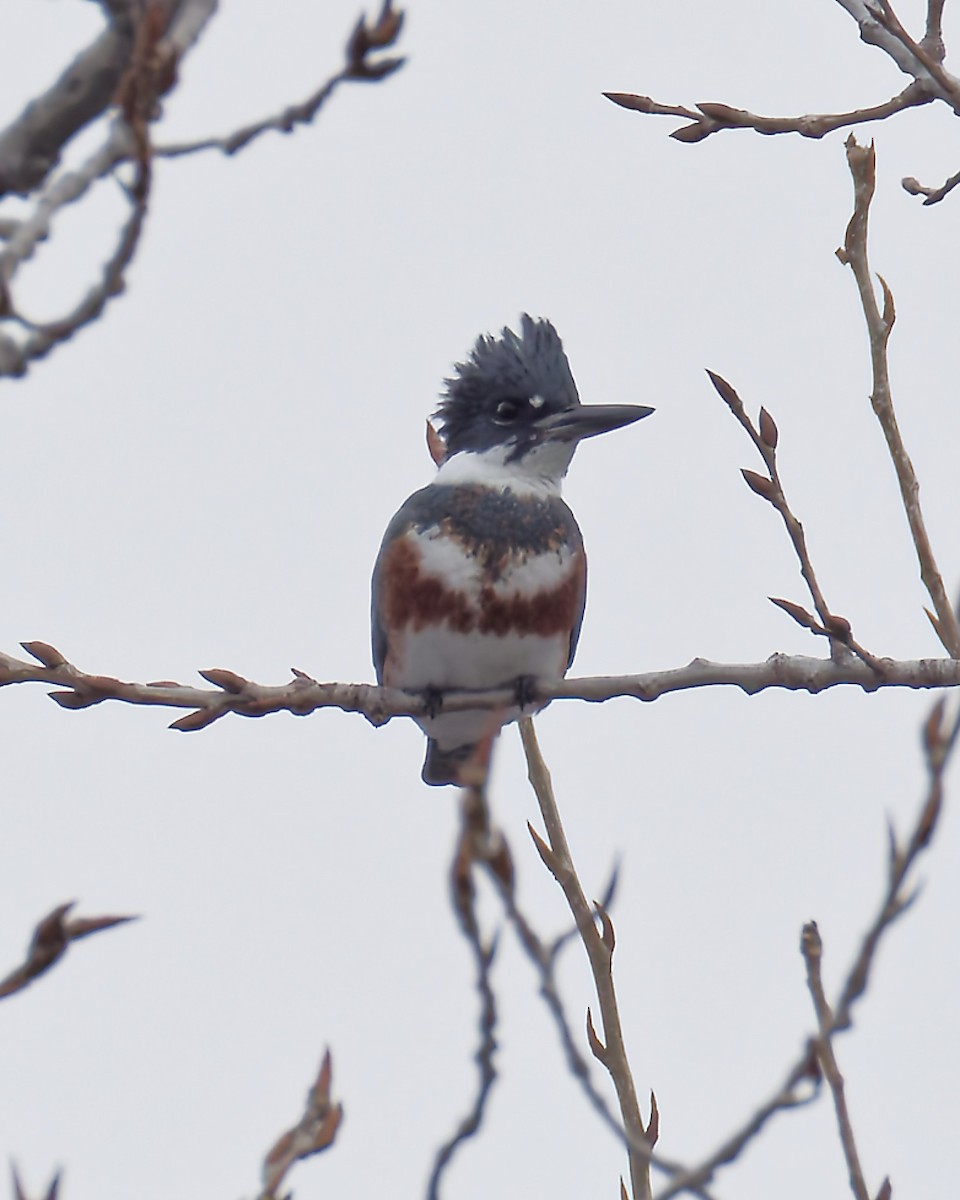 Martin-pêcheur d'Amérique - ML646521025