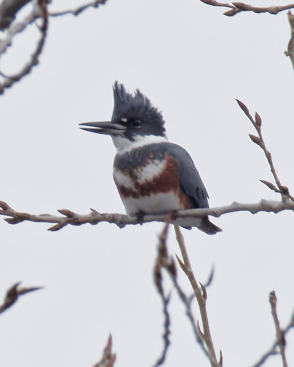Martin-pêcheur d'Amérique - ML646521026