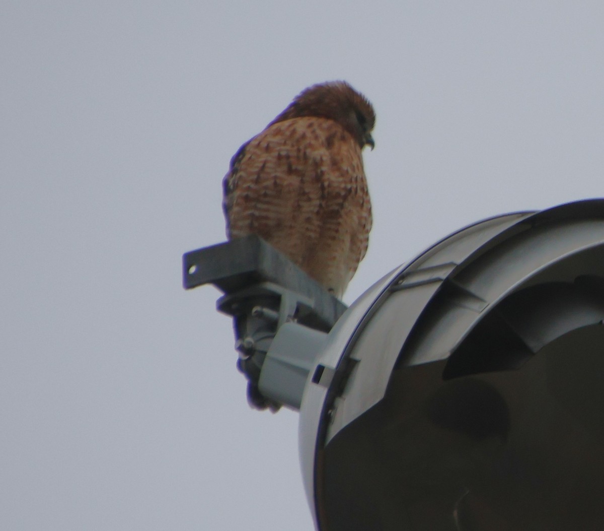 Red-shouldered Hawk - ML646521027