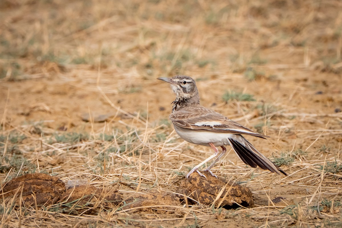 ハシナガヒバリ - ML646521028