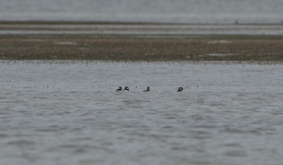 Bufflehead - ML646521030