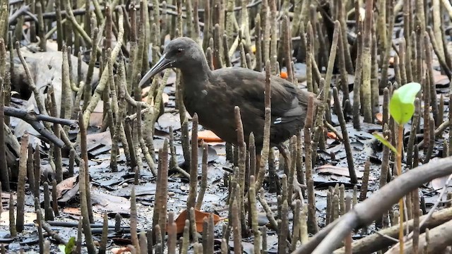 Пастушок прибережний - ML646521031