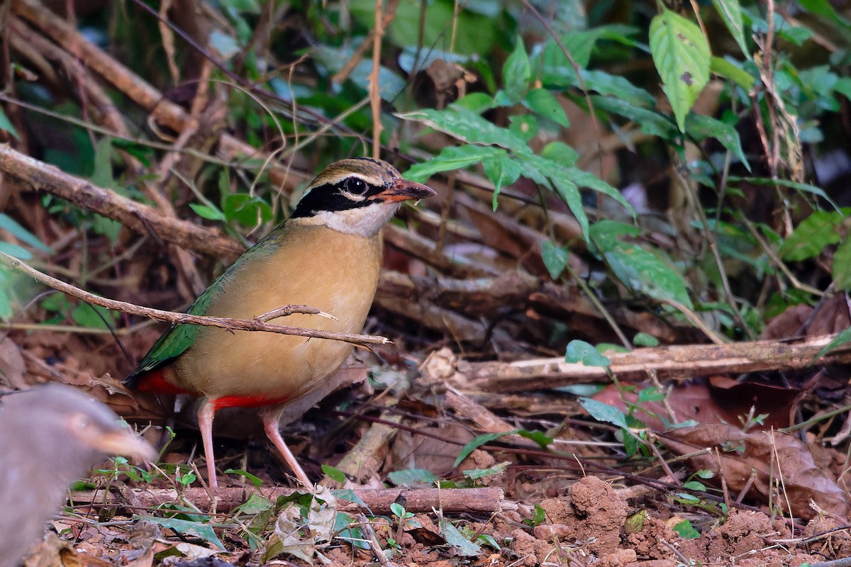 Indian Pitta - ML646521043