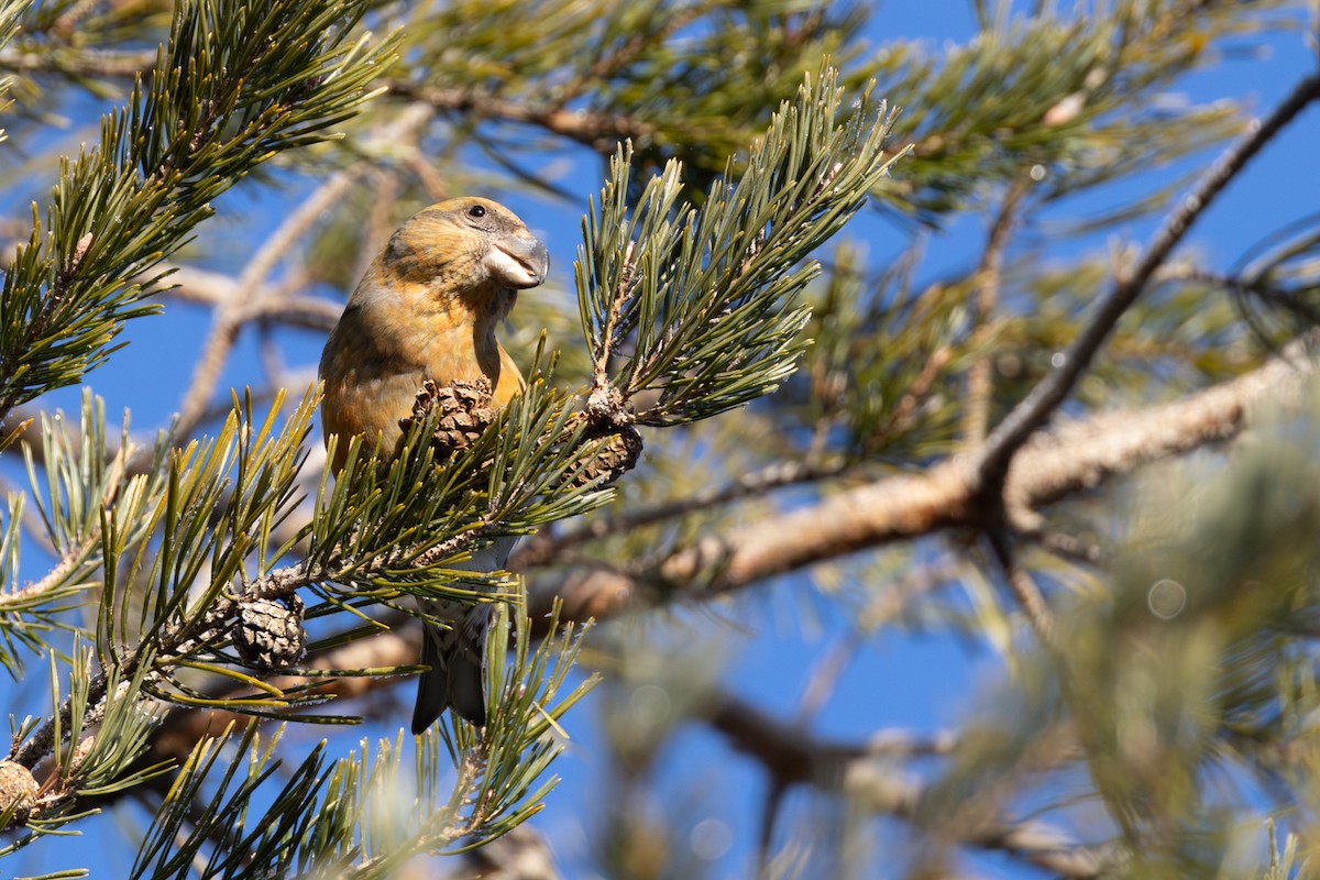 Parrot Crossbill - ML646521044