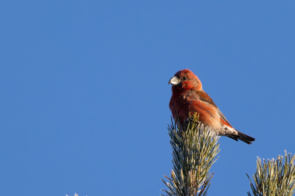 Parrot Crossbill - ML646521045