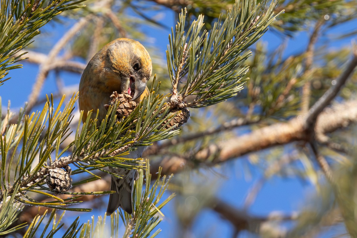 Parrot Crossbill - ML646521046