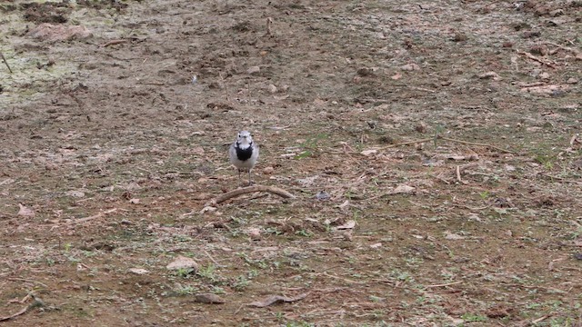 Buztanikara zuria - ML646521048