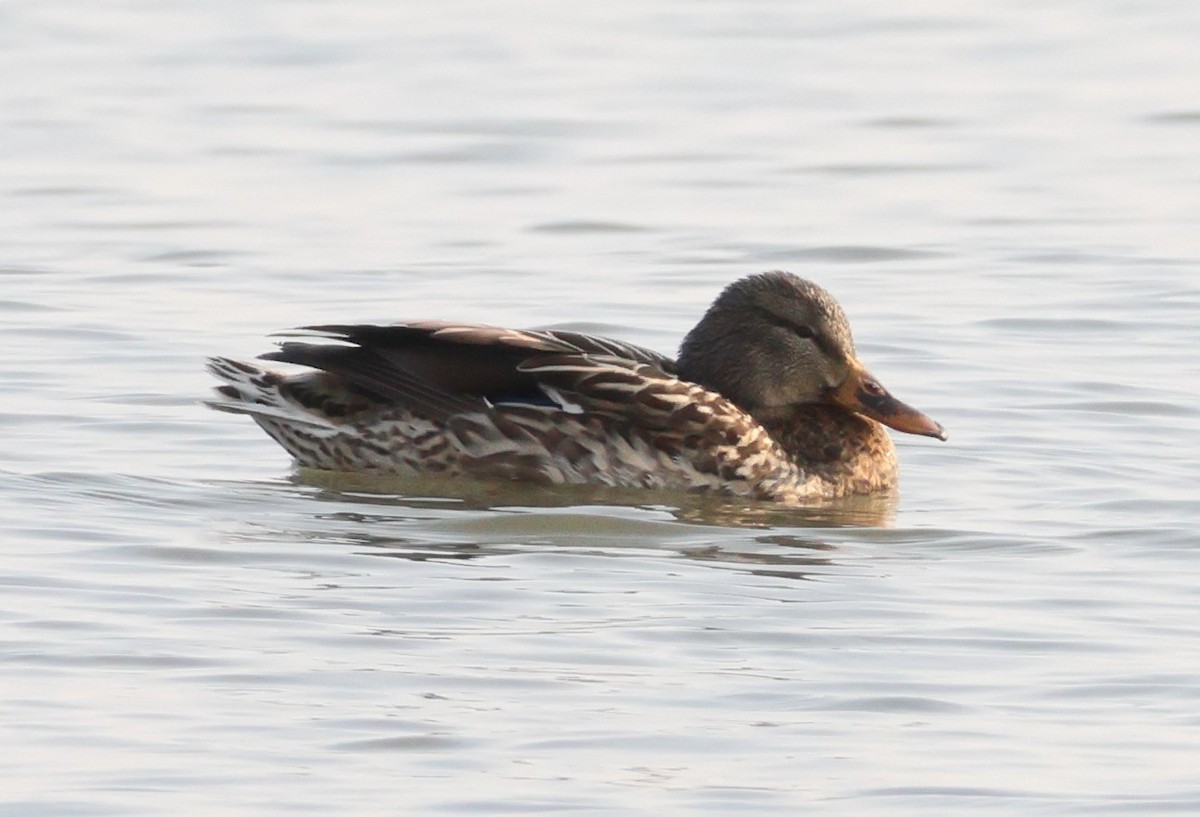 Зэрлэг нугас - ML646521050