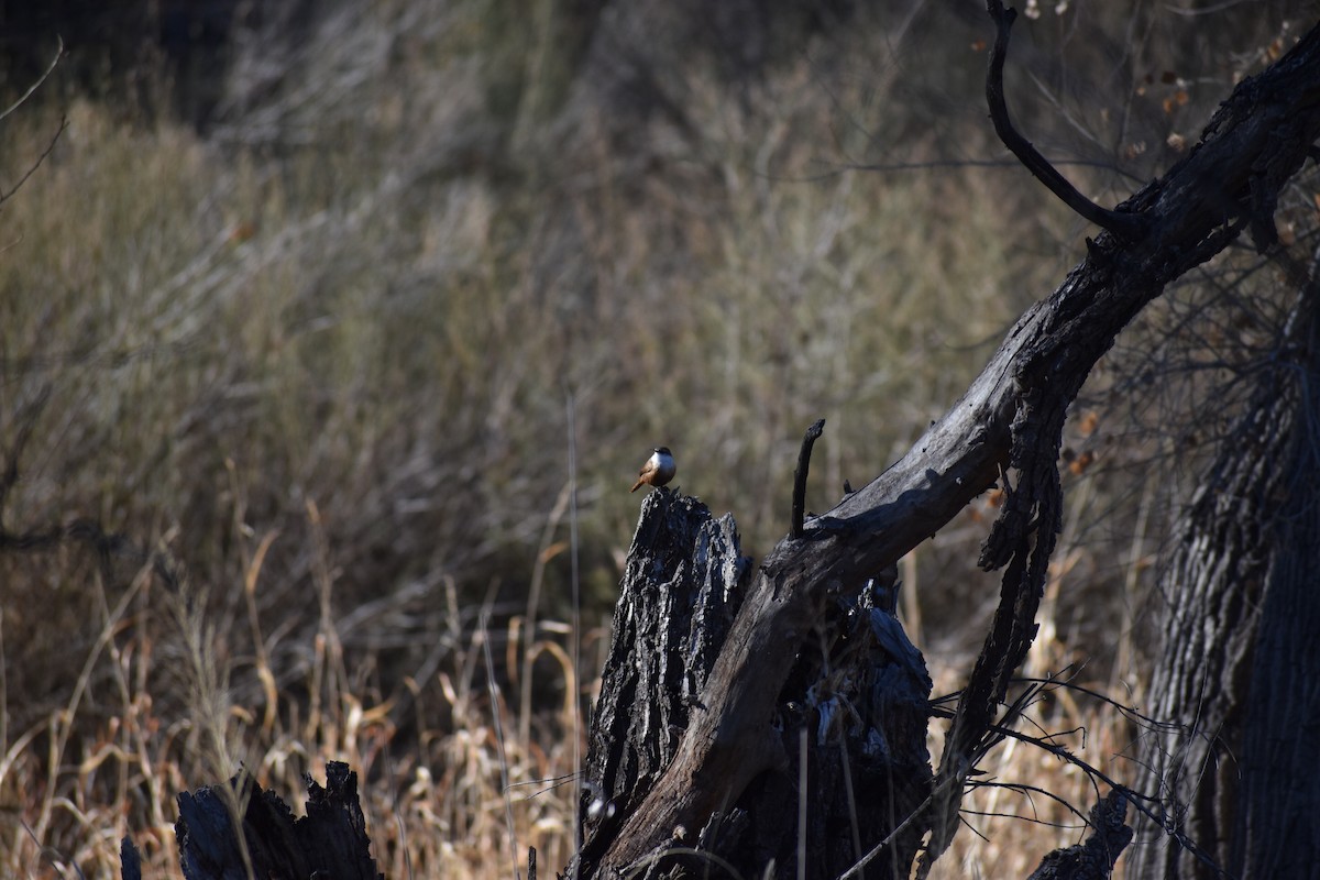 Canyon Wren - ML646521052