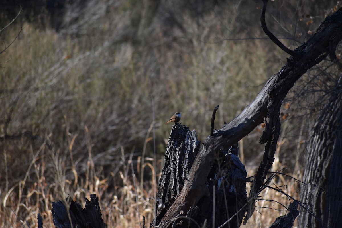 Canyon Wren - ML646521053