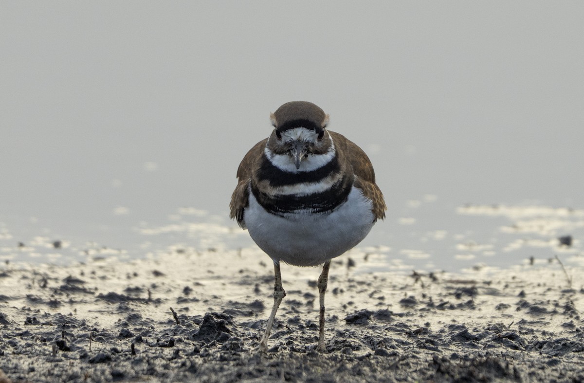 Killdeer - ML646521055