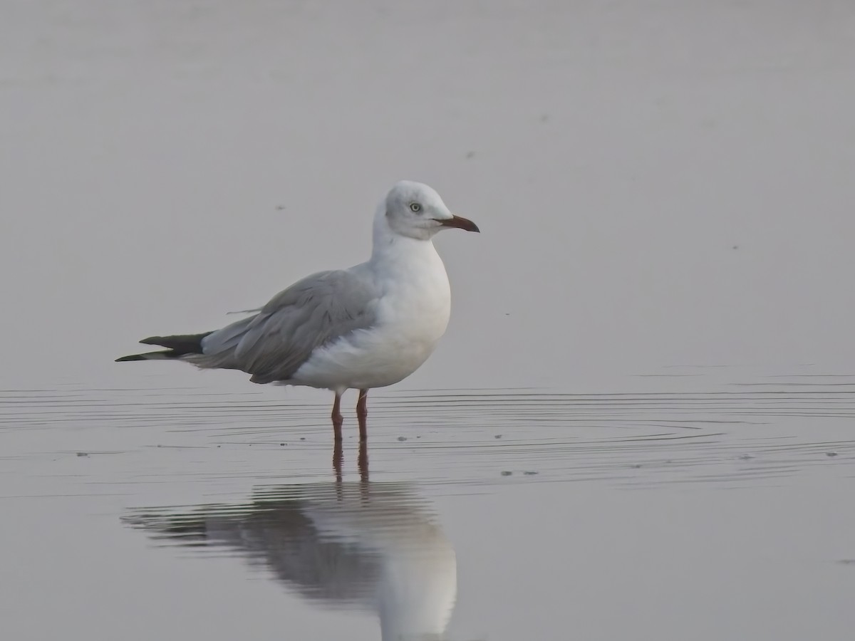 Gray-hooded Gull - ML646521056