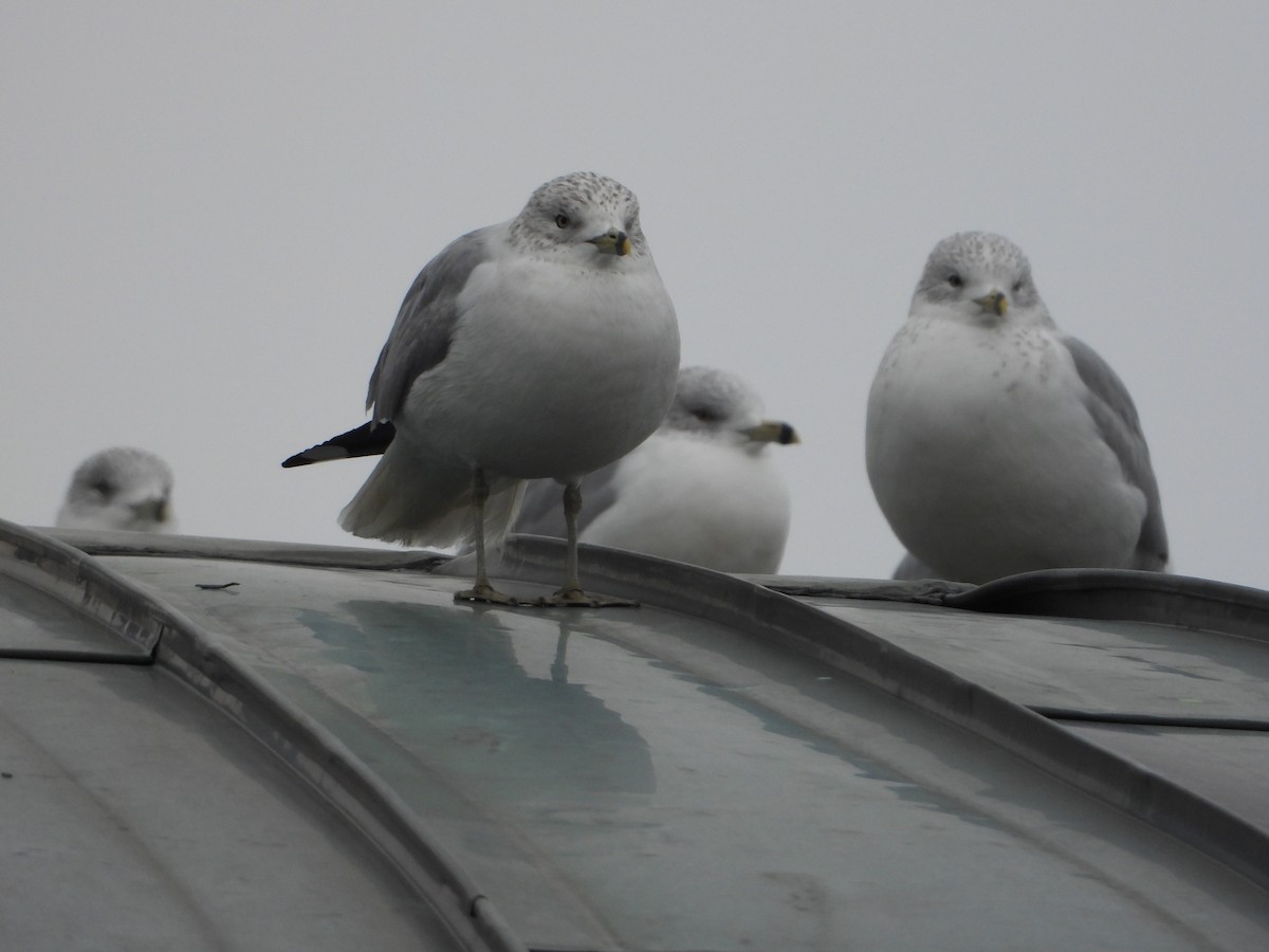 Ring-billed Gull - ML646521059
