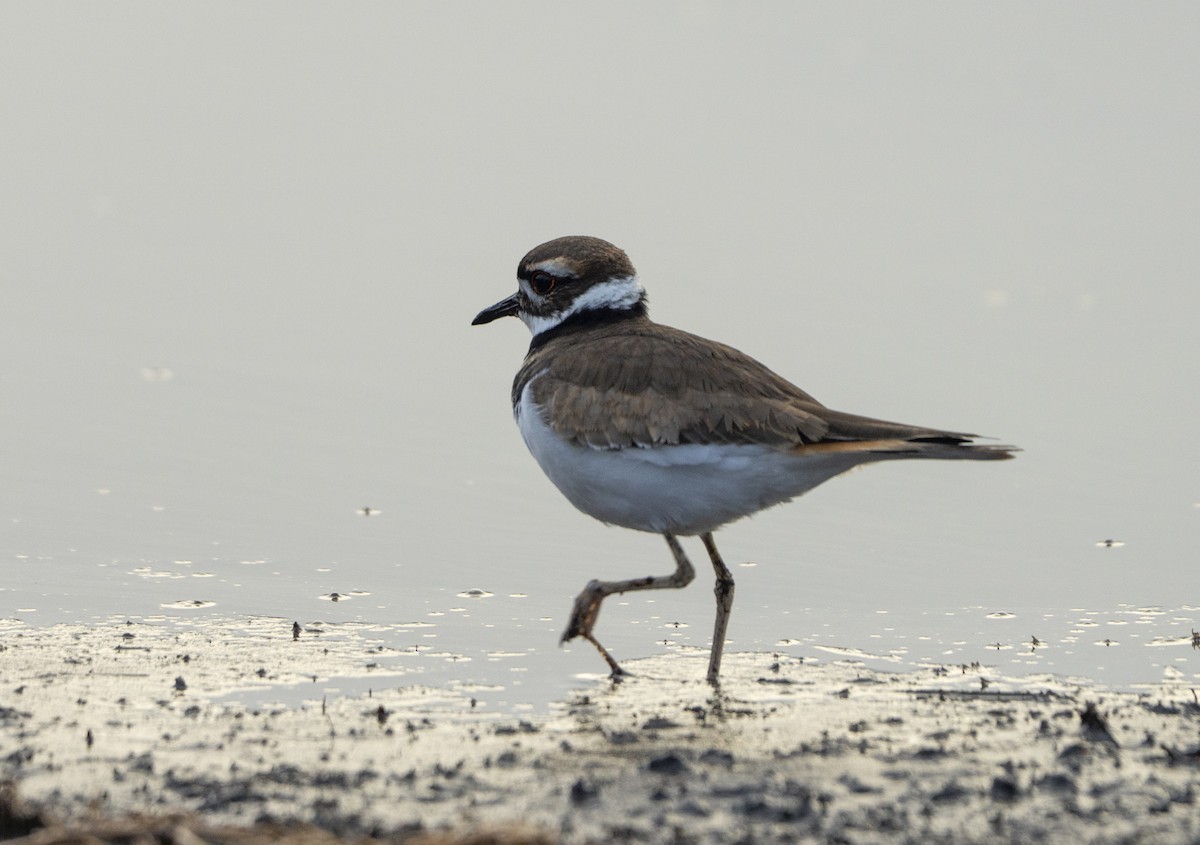 Killdeer - ML646521060
