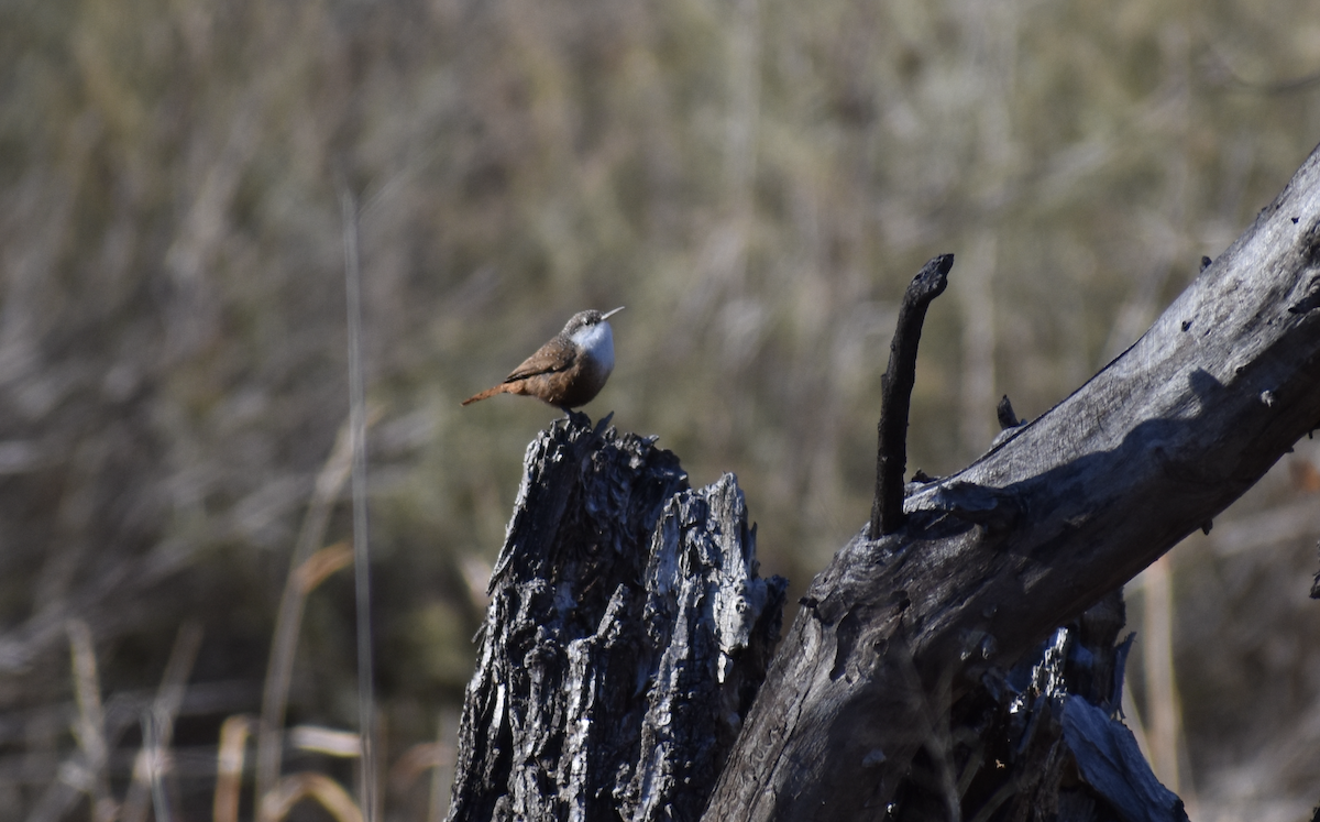 Canyon Wren - ML646521064
