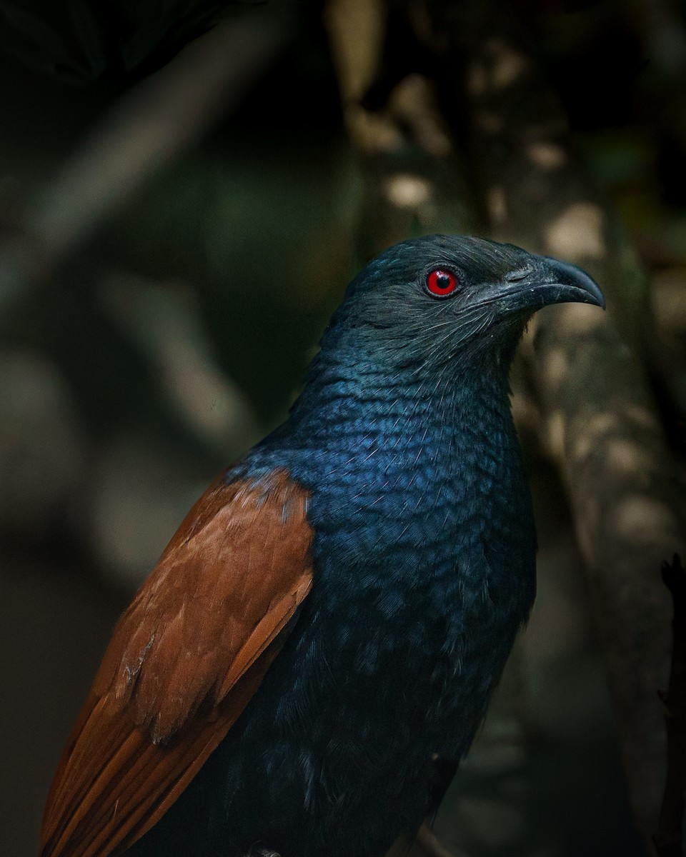 Greater Coucal - ML646521066