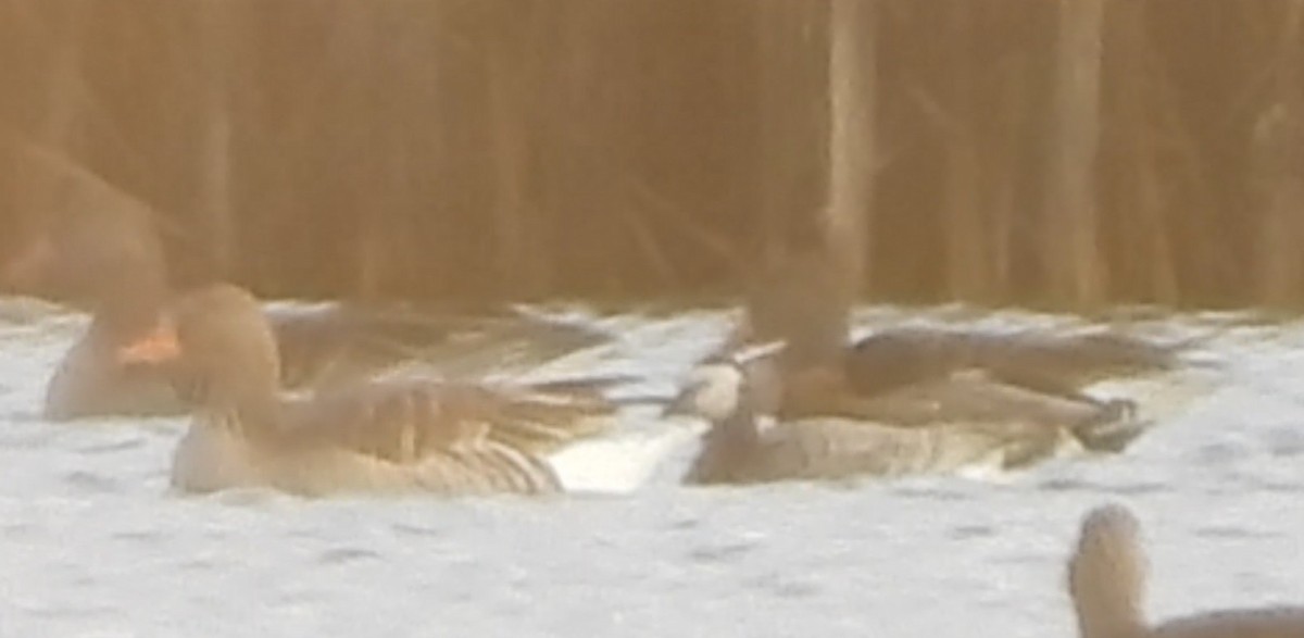 berneška bělolící - ML646521067