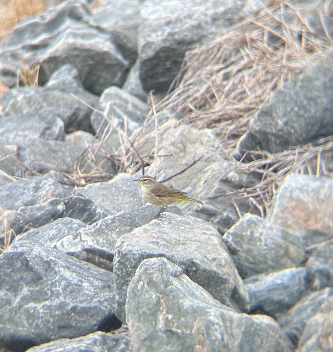 Palm Warbler - ML646521068