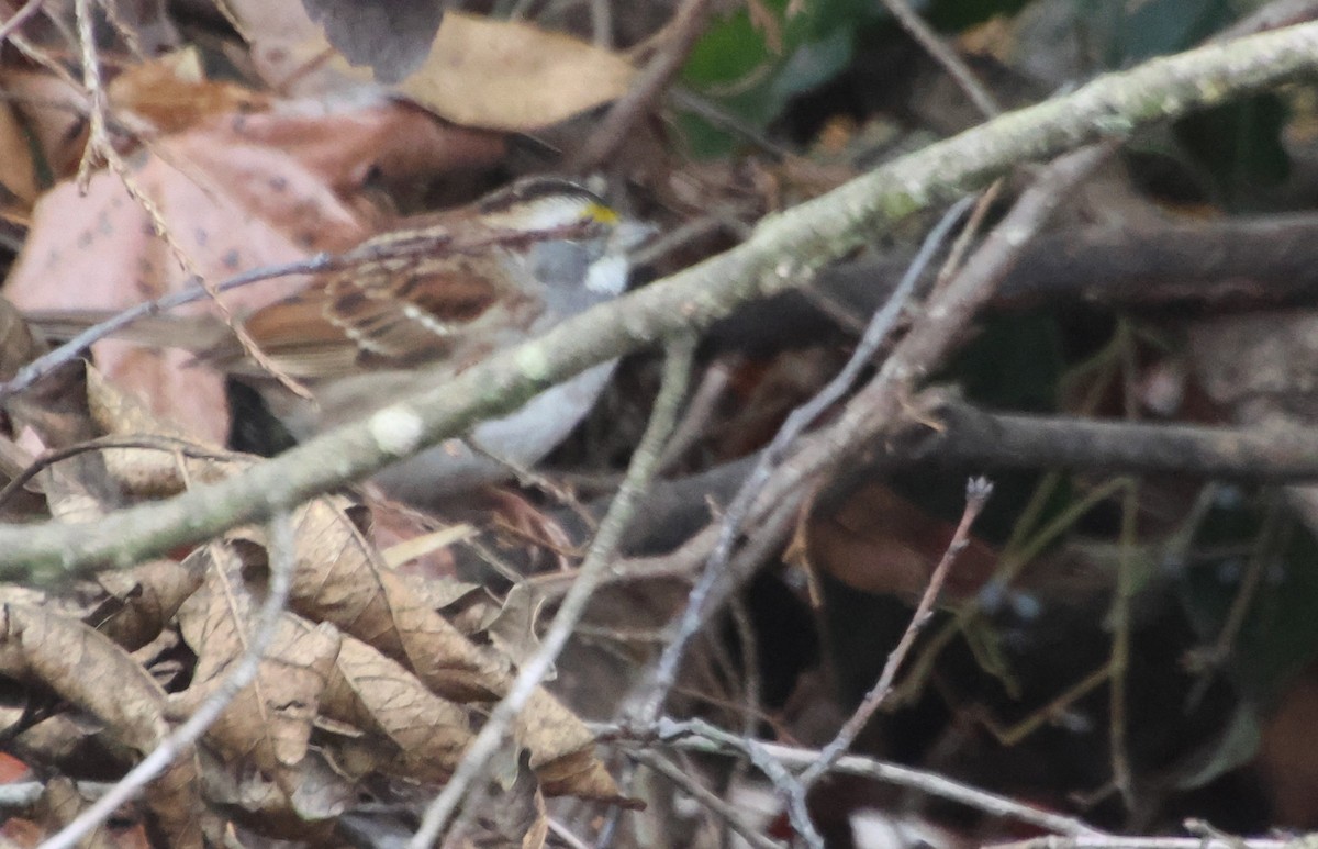 White-throated Sparrow - ML646521074