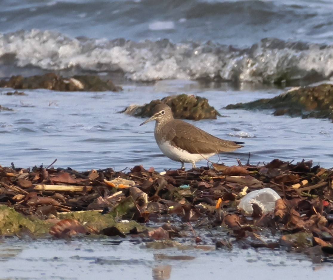 Цагаан сүүлт хөгчүү - ML646521075