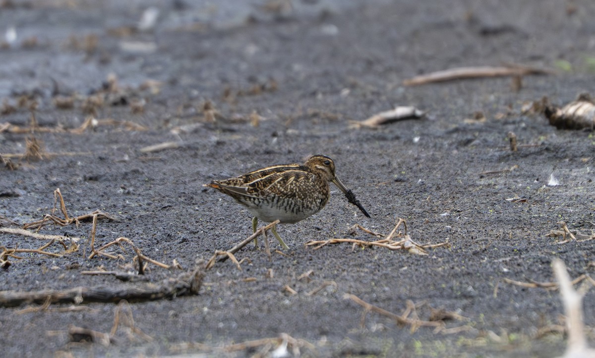 Wilson's Snipe - ML646521076