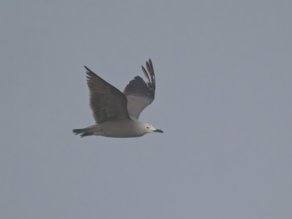 racek tmavý - ML646521077