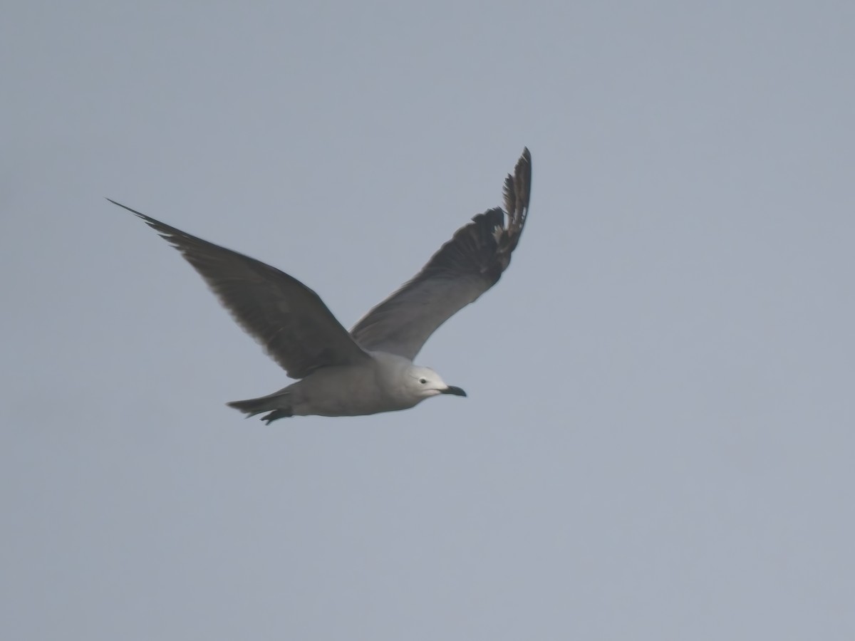 racek tmavý - ML646521079