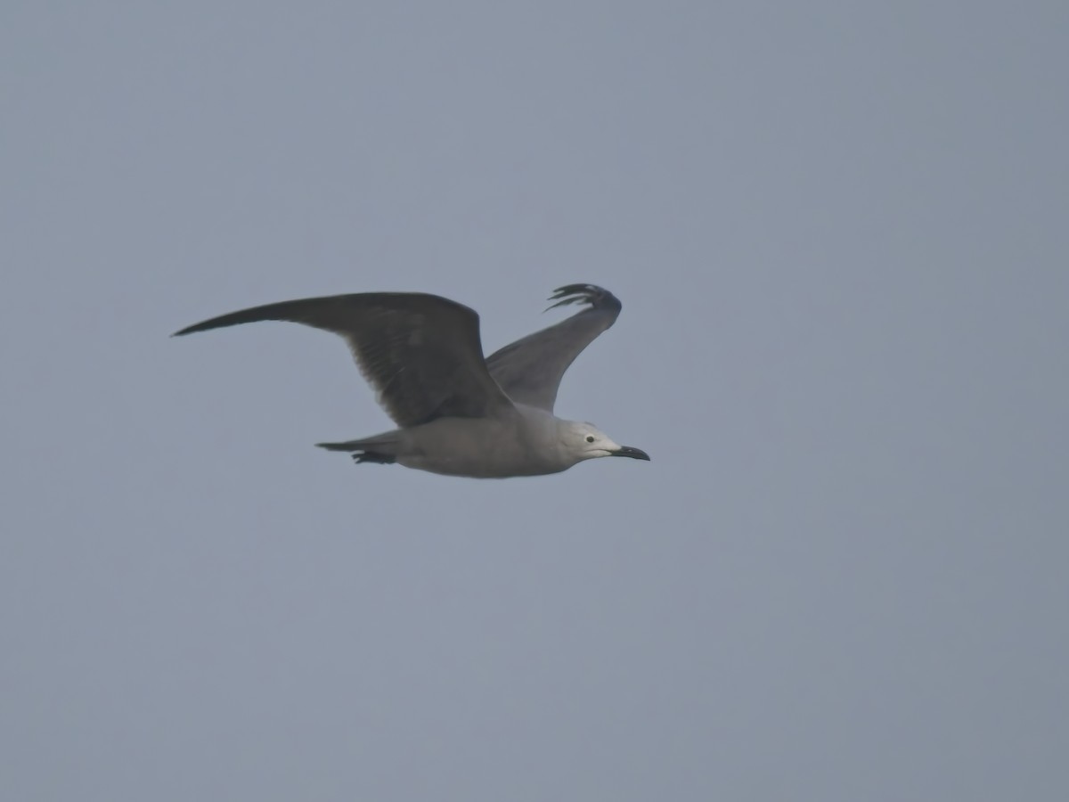 racek tmavý - ML646521080