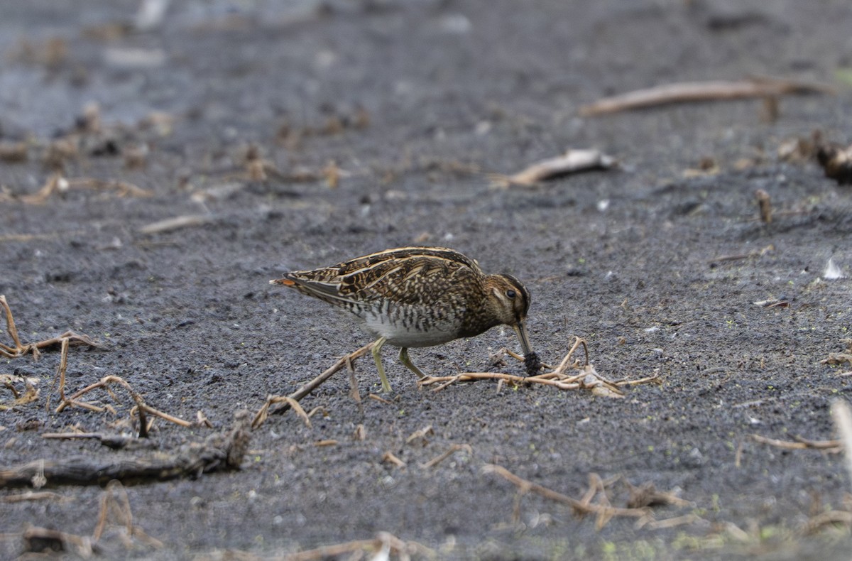 Wilson's Snipe - ML646521081