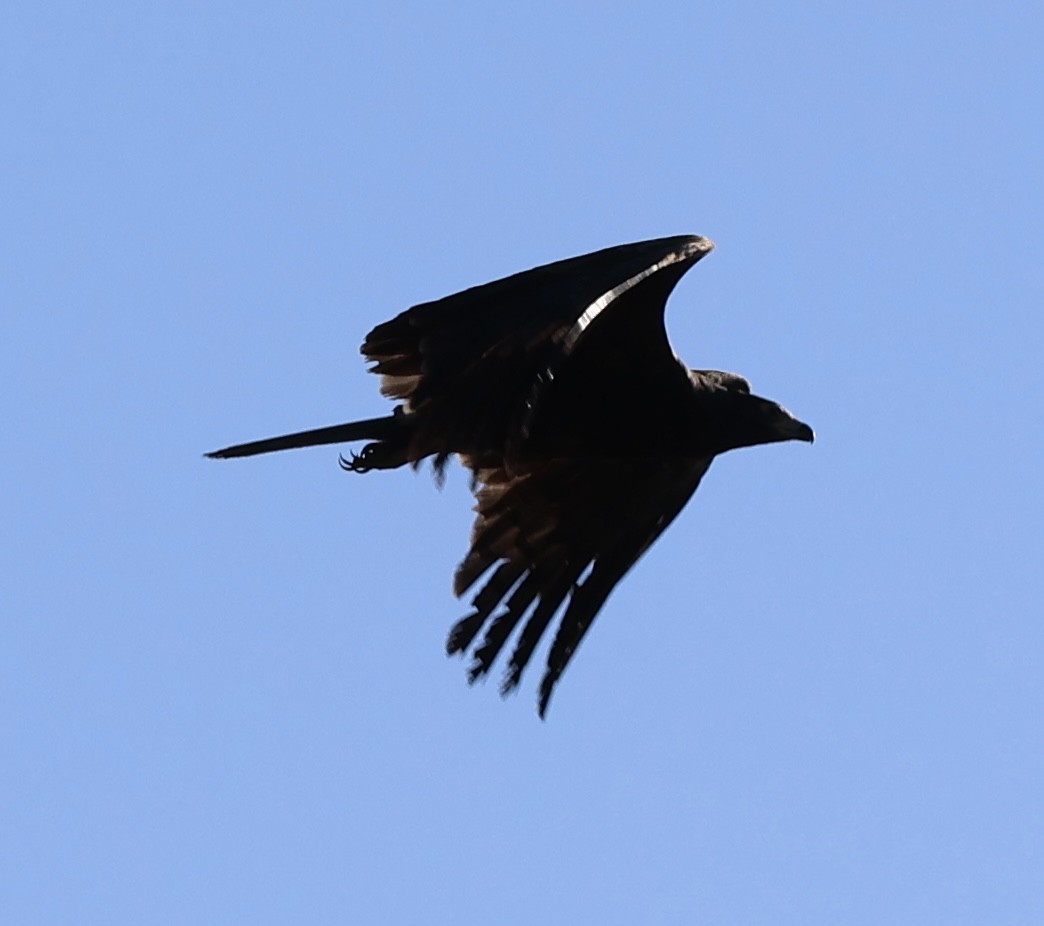 African Harrier-Hawk - ML646521082