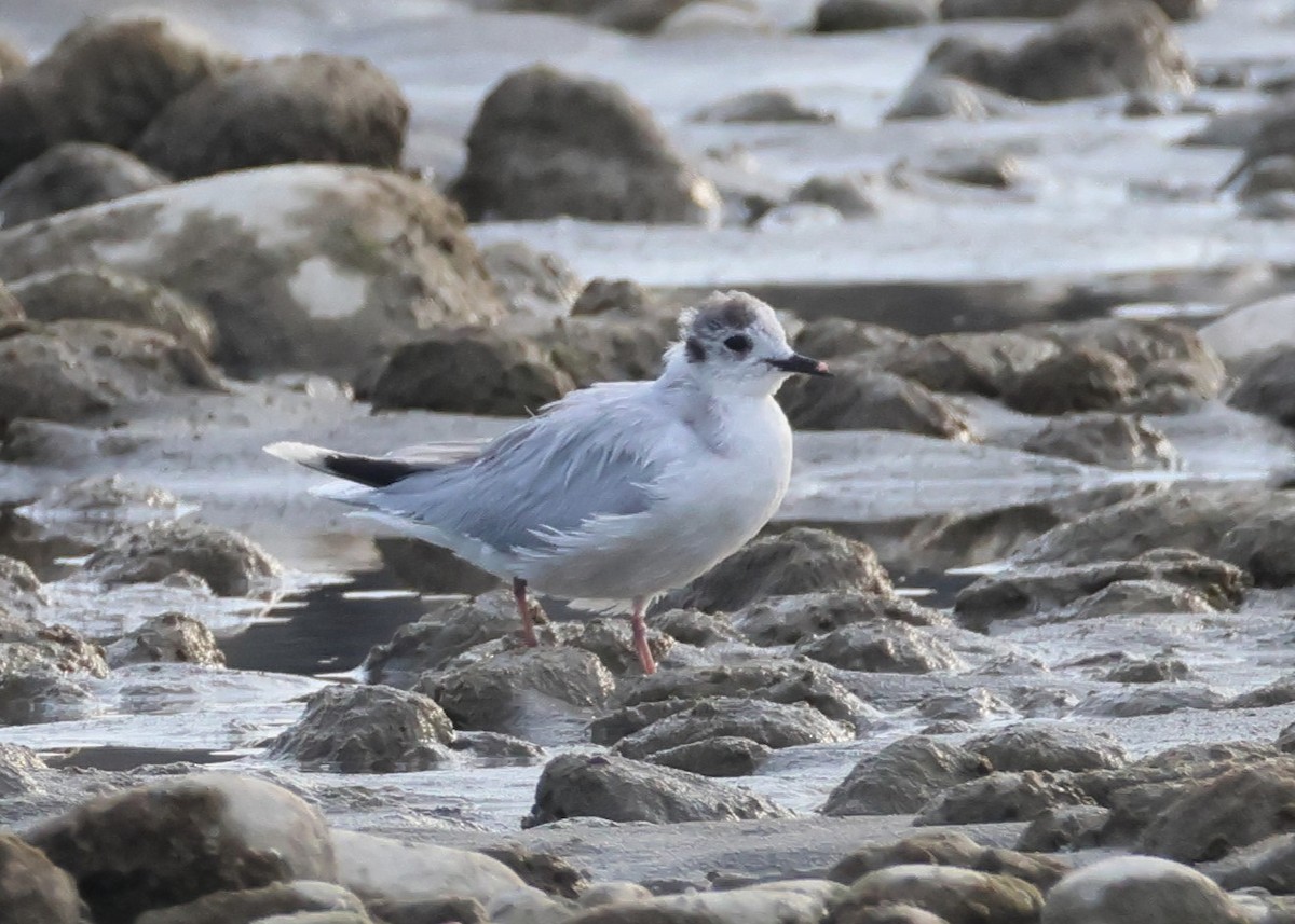 Хурган цахлай - ML646521084