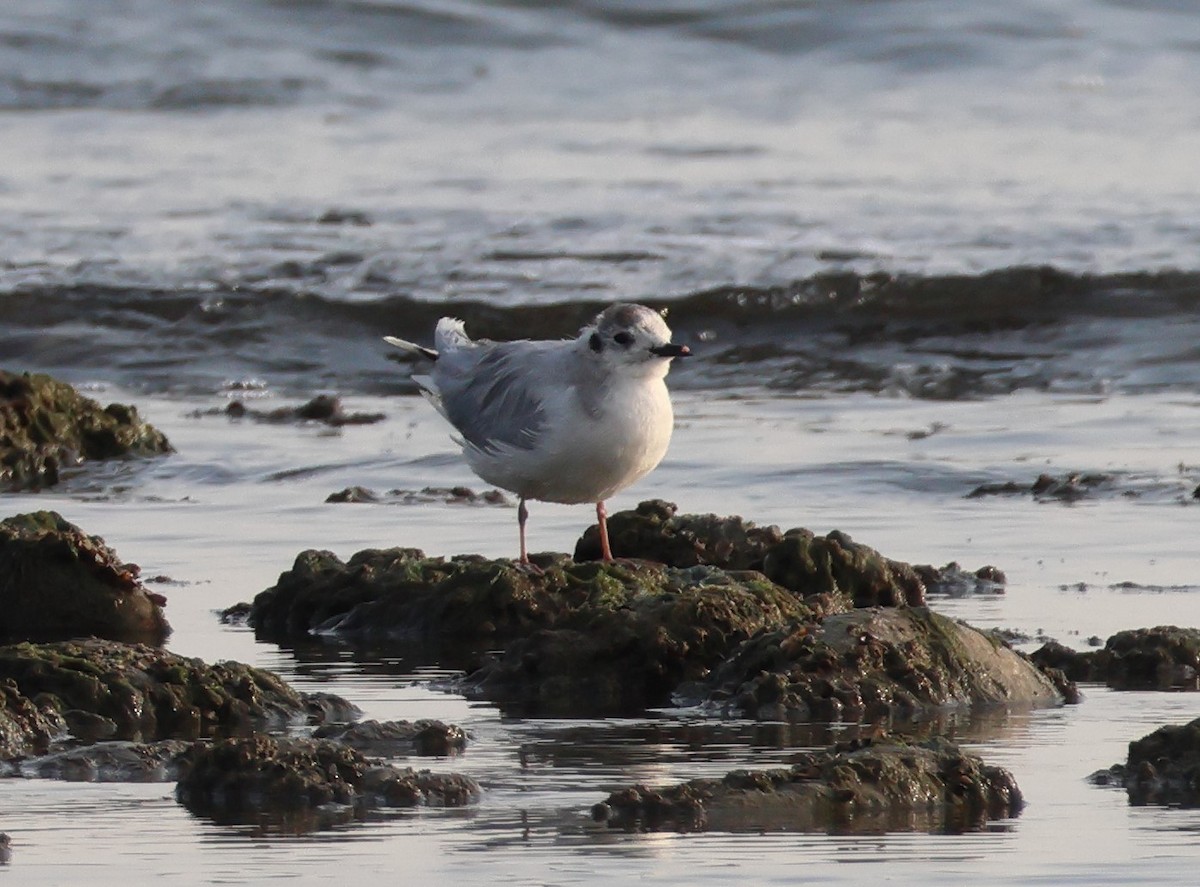 Хурган цахлай - ML646521085