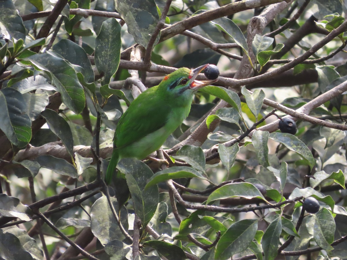 Moustached Barbet - ML646521086