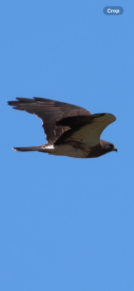 Swainson's Hawk - ML646521087