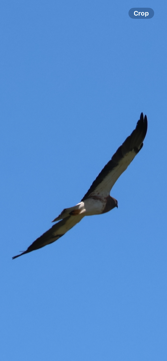 Swainson's Hawk - ML646521088