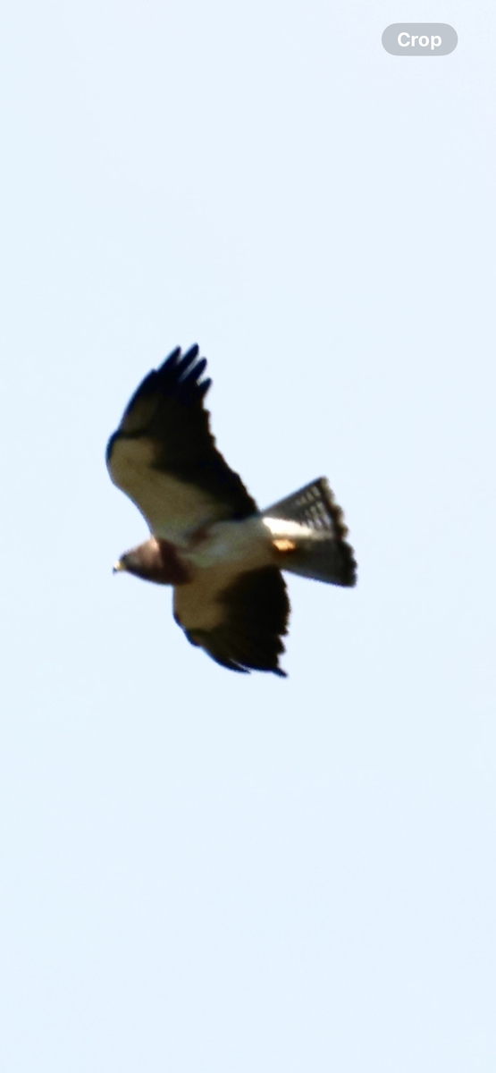 Swainson's Hawk - ML646521089