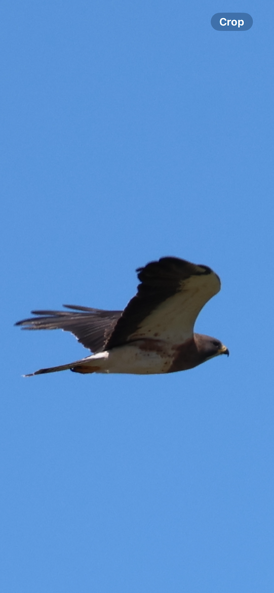Swainson's Hawk - ML646521090