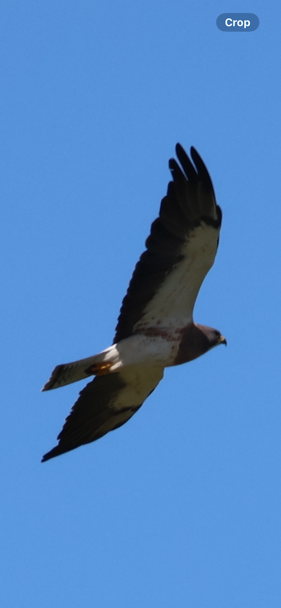 Swainson's Hawk - ML646521091