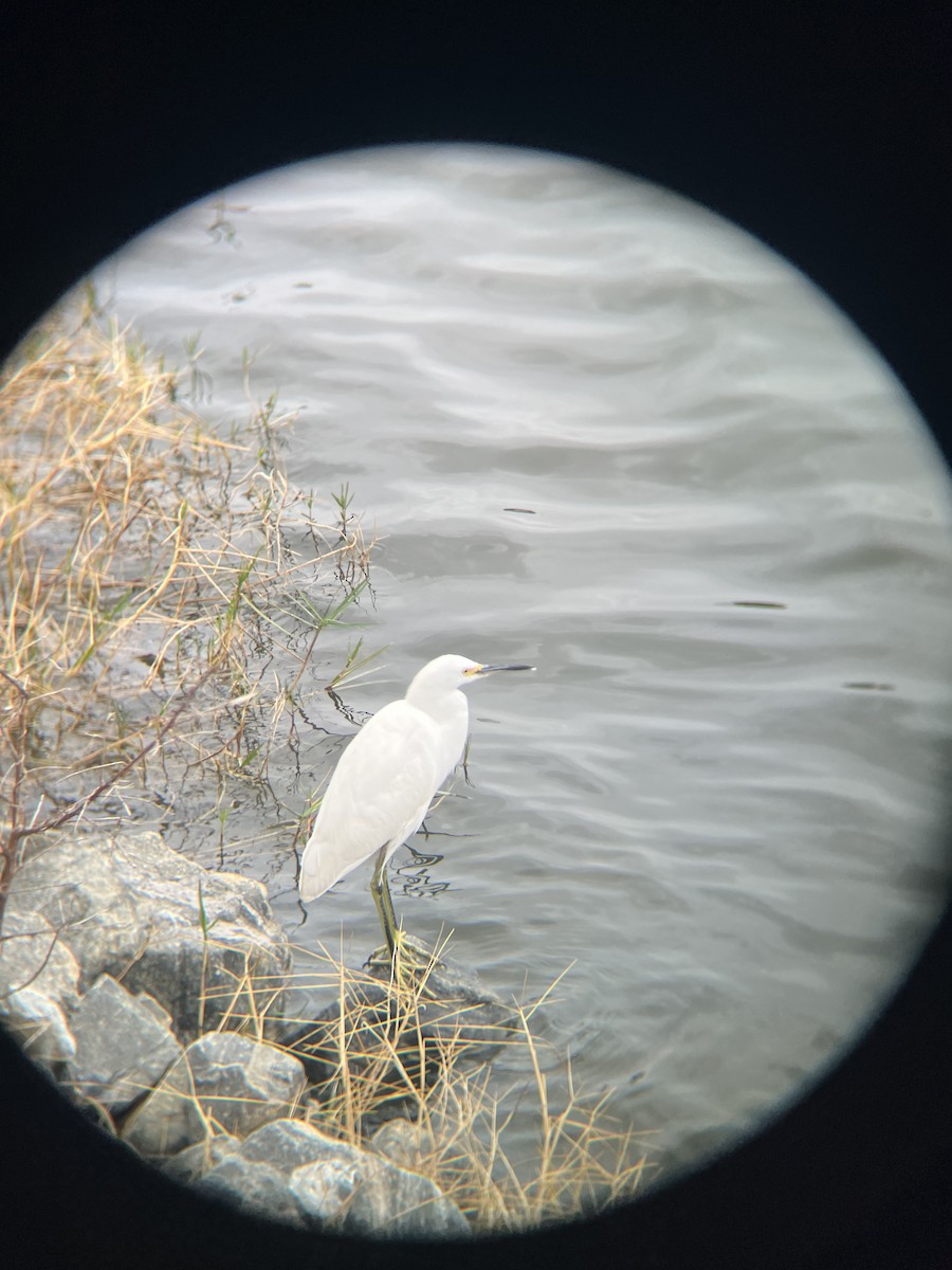 Snowy Egret - ML646521092