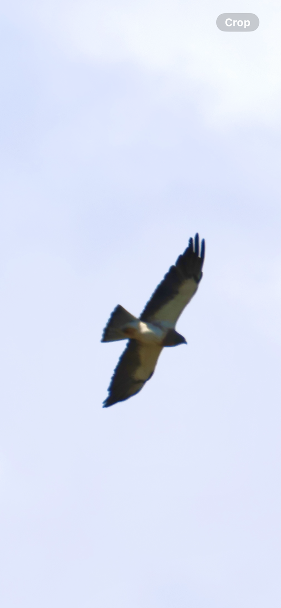 Swainson's Hawk - ML646521093