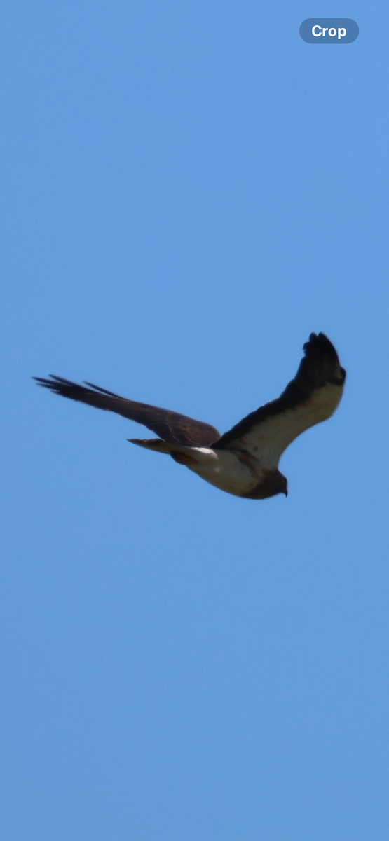 Swainson's Hawk - ML646521094