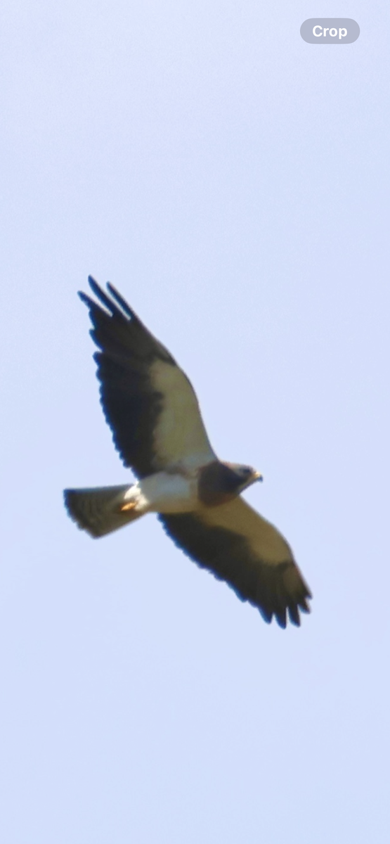 Swainson's Hawk - ML646521095