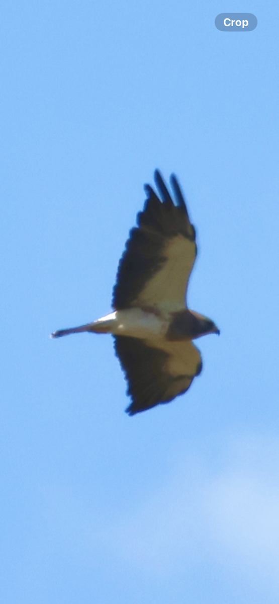 Swainson's Hawk - ML646521096