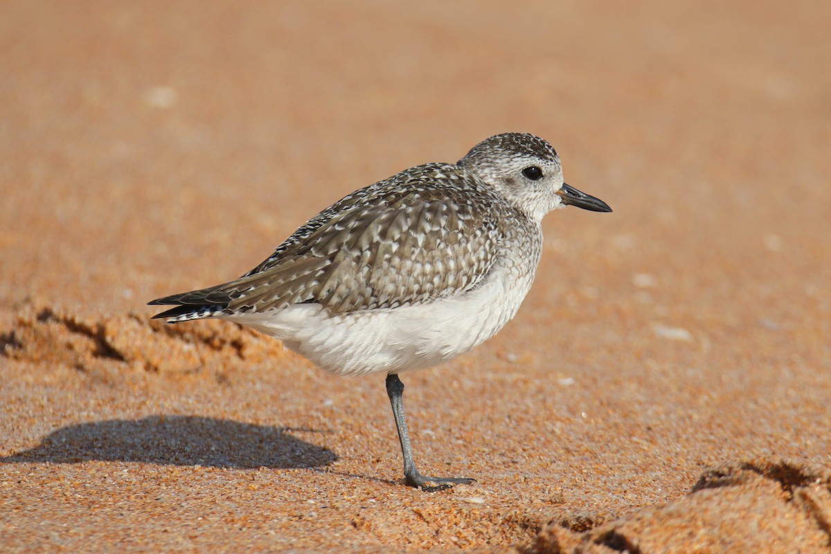 Сивка морська - ML646521098