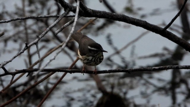 Смугастоволець білобровий - ML646521101